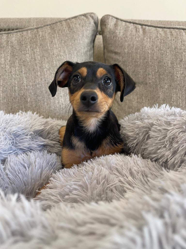 Aphrodite, Adoptable, Puppy Female Mixed Breed.