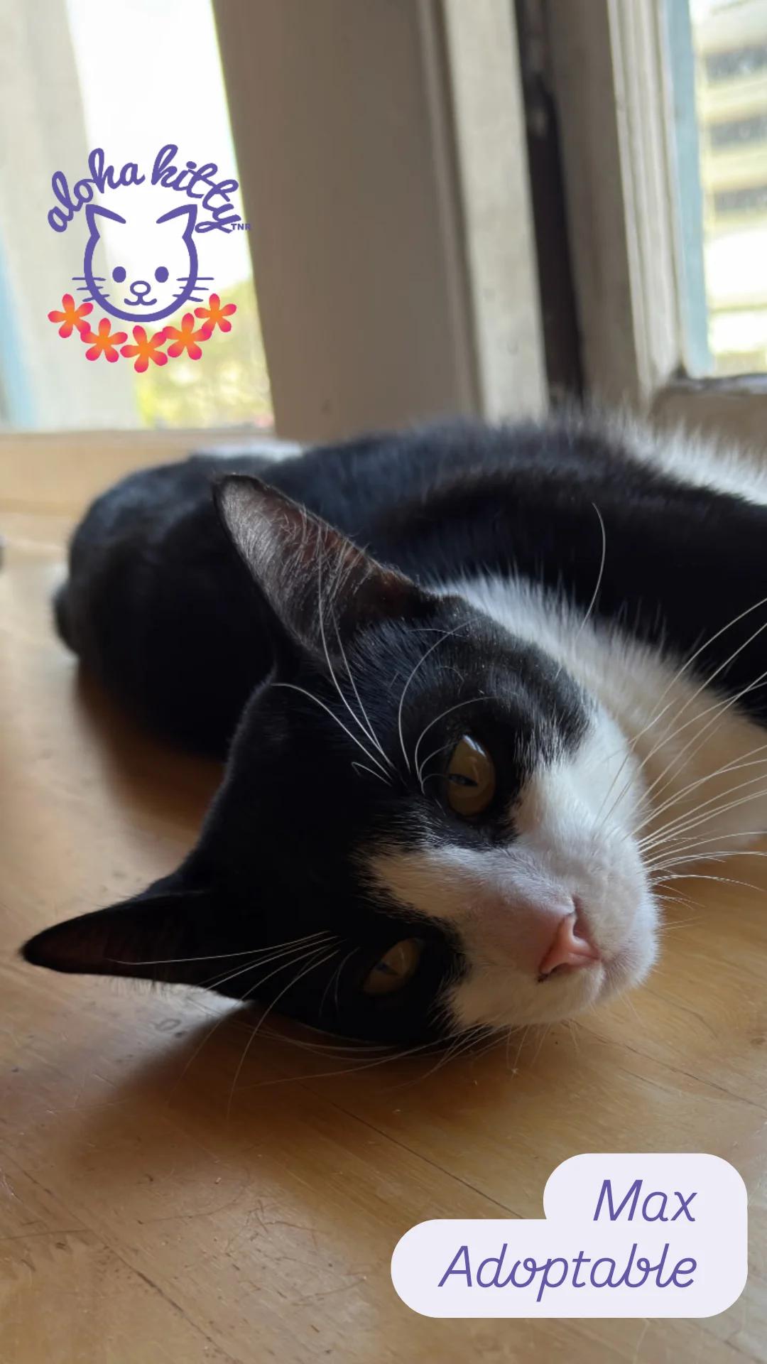 Enlarge Max, a Adoptable Domestic Short Hair in Honolulu, HI image 1/1