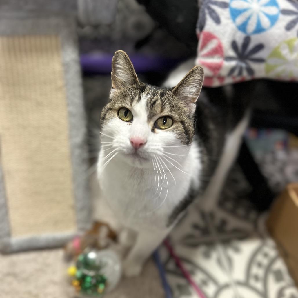 Guinness, Adoptable, Senior Male Domestic Short Hair & Turkish Van.