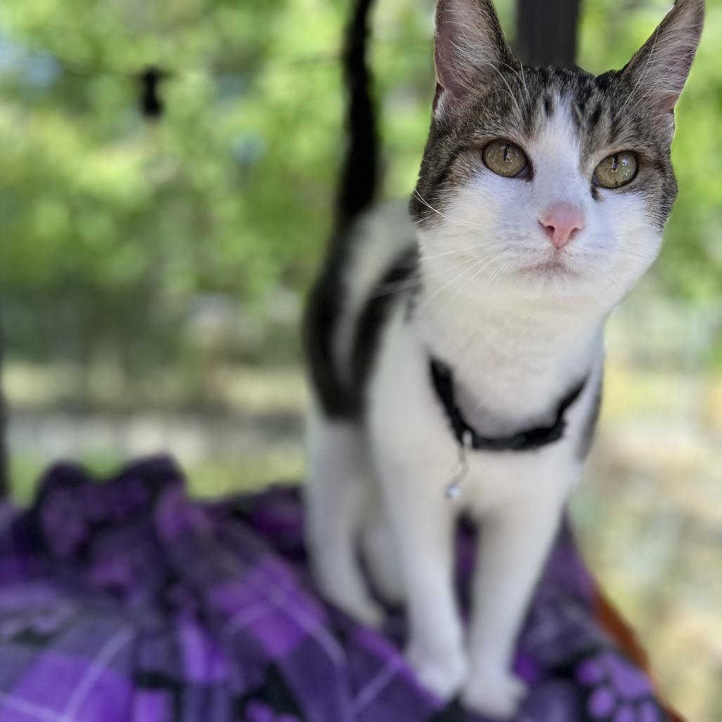 Enlarge Guinness, a Adoptable mixed breed in Bountiful, UT image 2/4