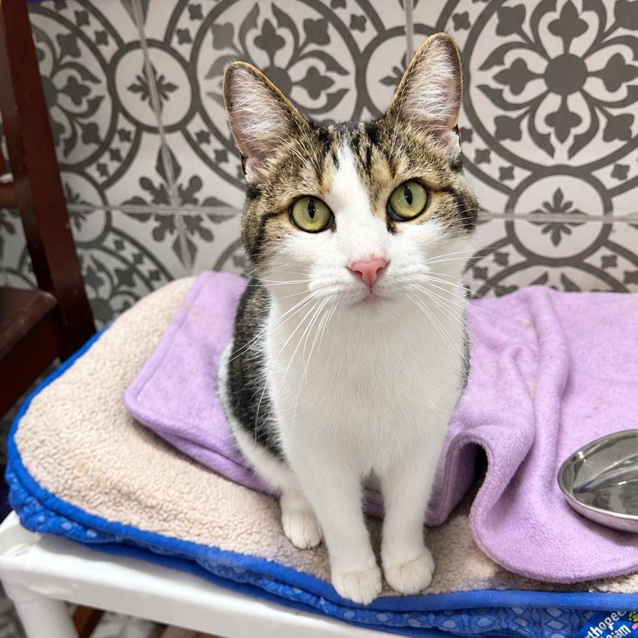 Enlarge Guinness, a Adoptable mixed breed in Bountiful, UT image 3/6