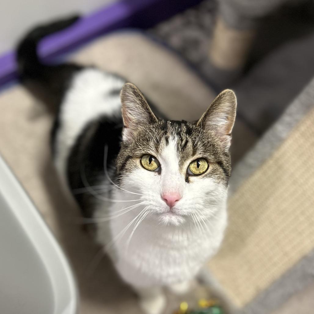 Guinness, a Adoptable mixed breed in Bountiful, UT image 2/3