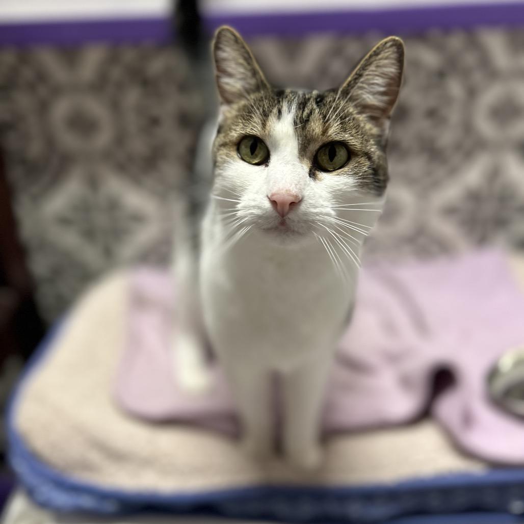 Enlarge Guinness, a Adoptable mixed breed in Bountiful, UT image 6/6