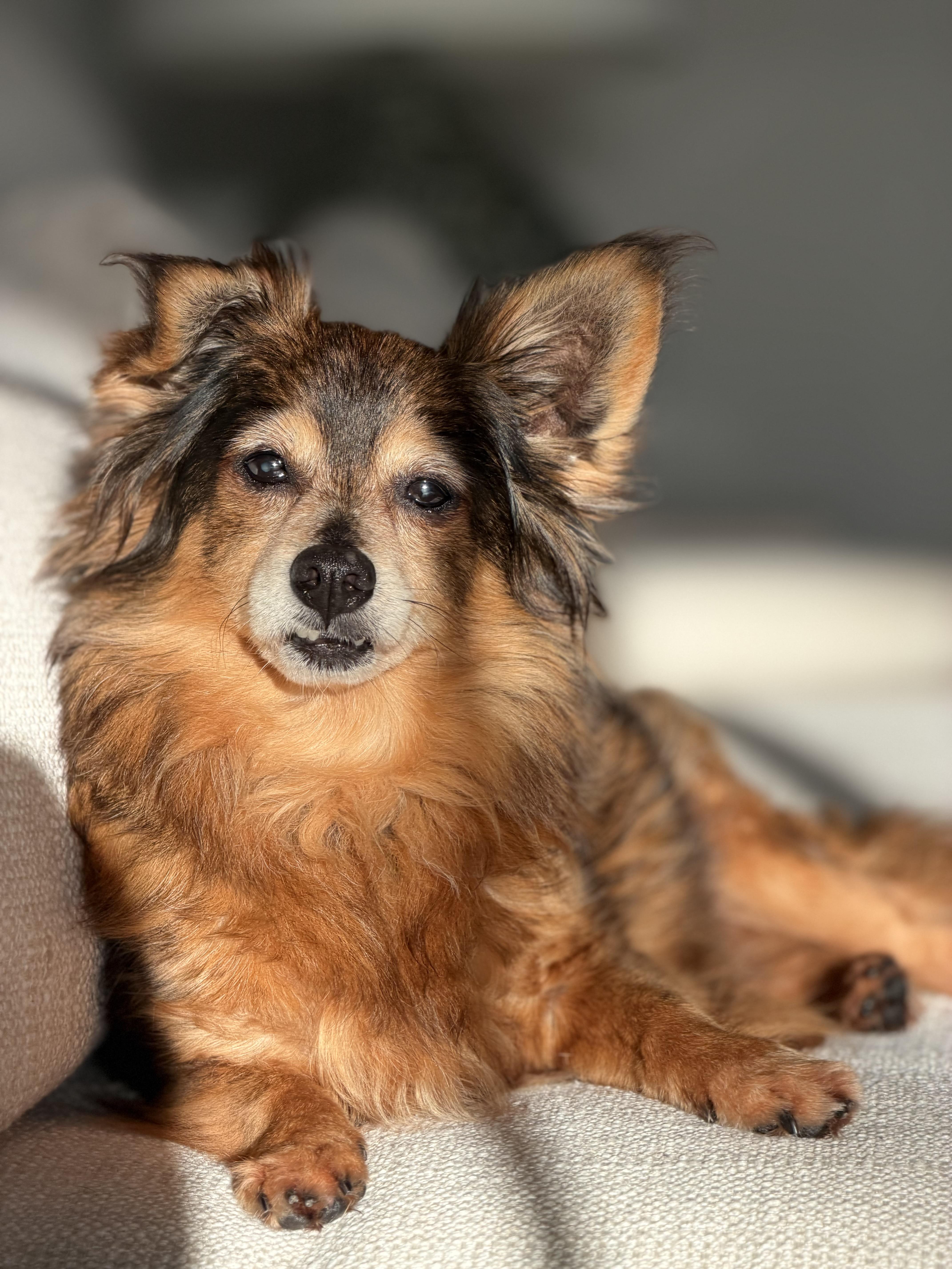 Enlarge Teddy, a ADOPTABLE mixed breed in Bradenton, FL image 3/6
