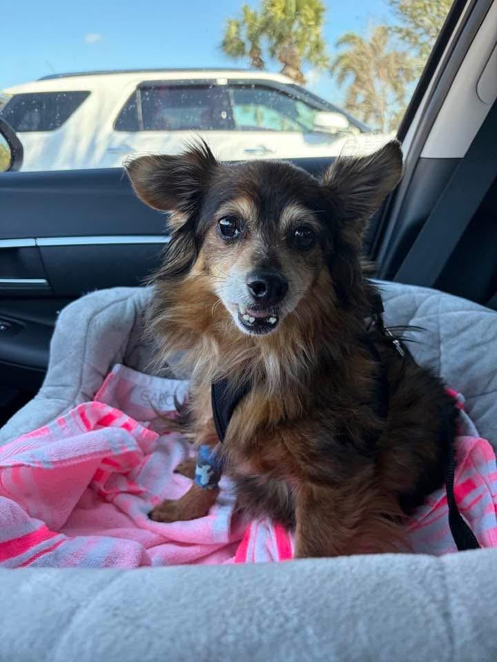 Enlarge Teddy, a ADOPTABLE mixed breed in Bradenton, FL image 5/6