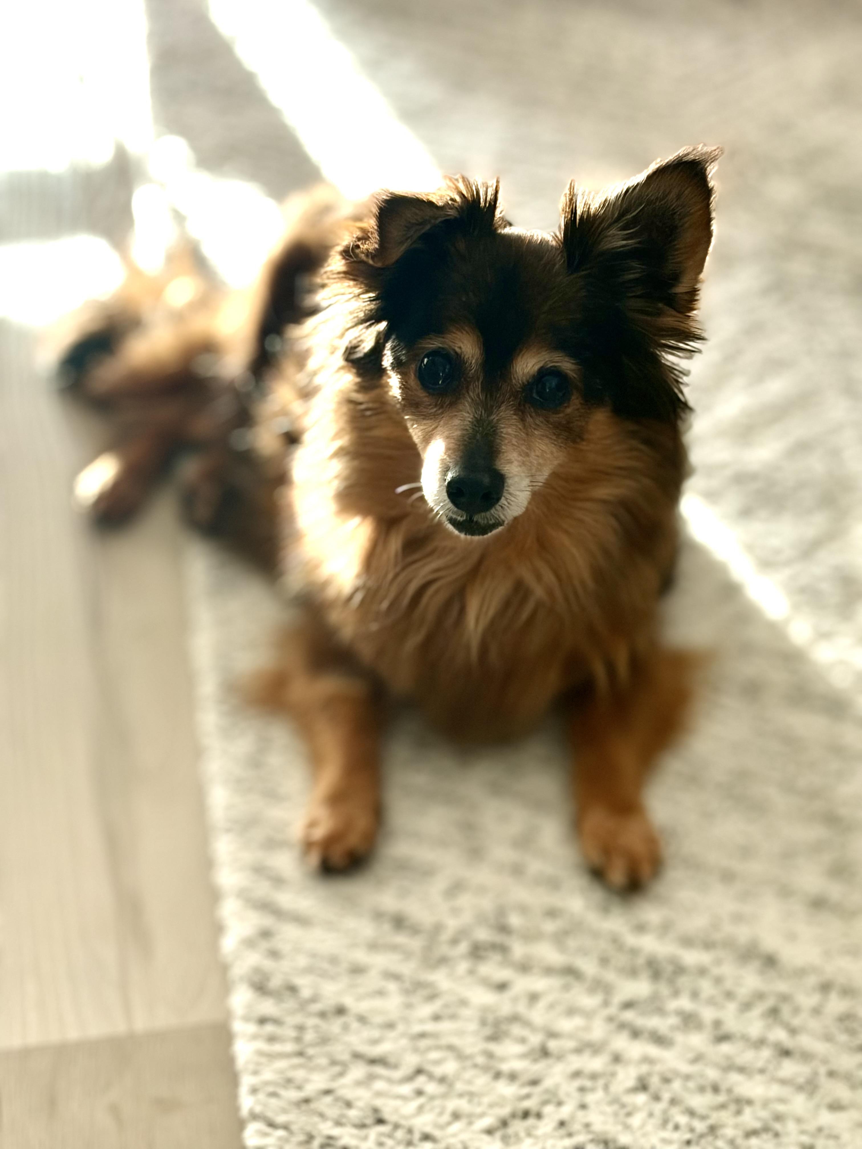 Enlarge Teddy, a ADOPTABLE mixed breed in Bradenton, FL image 4/6