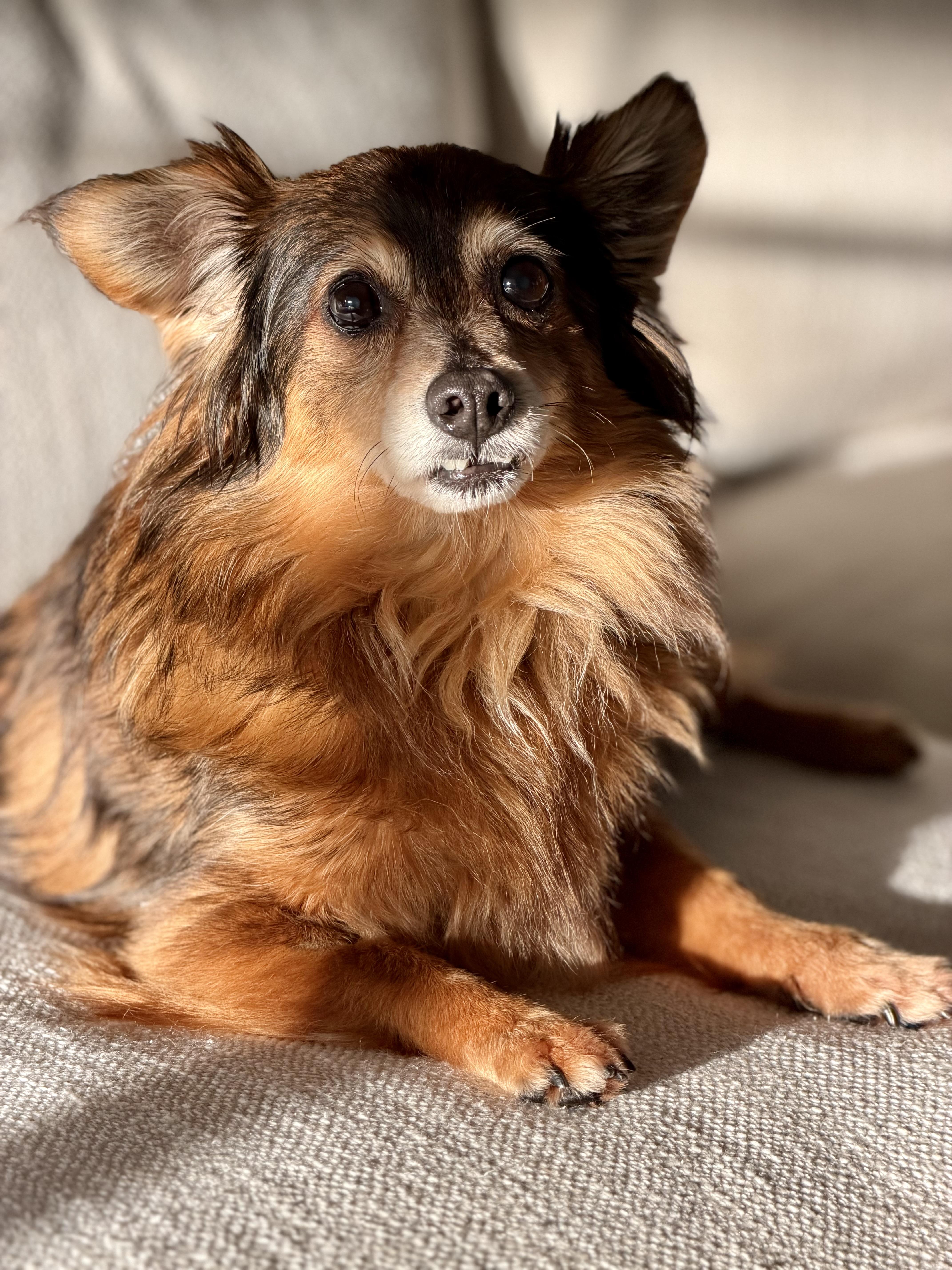 Enlarge Teddy, a ADOPTABLE mixed breed in Bradenton, FL image 1/6