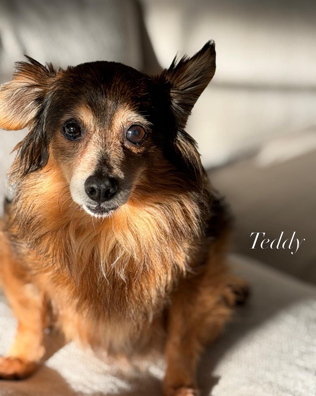 Enlarge Teddy, a ADOPTABLE mixed breed in Bradenton, FL image 2/6