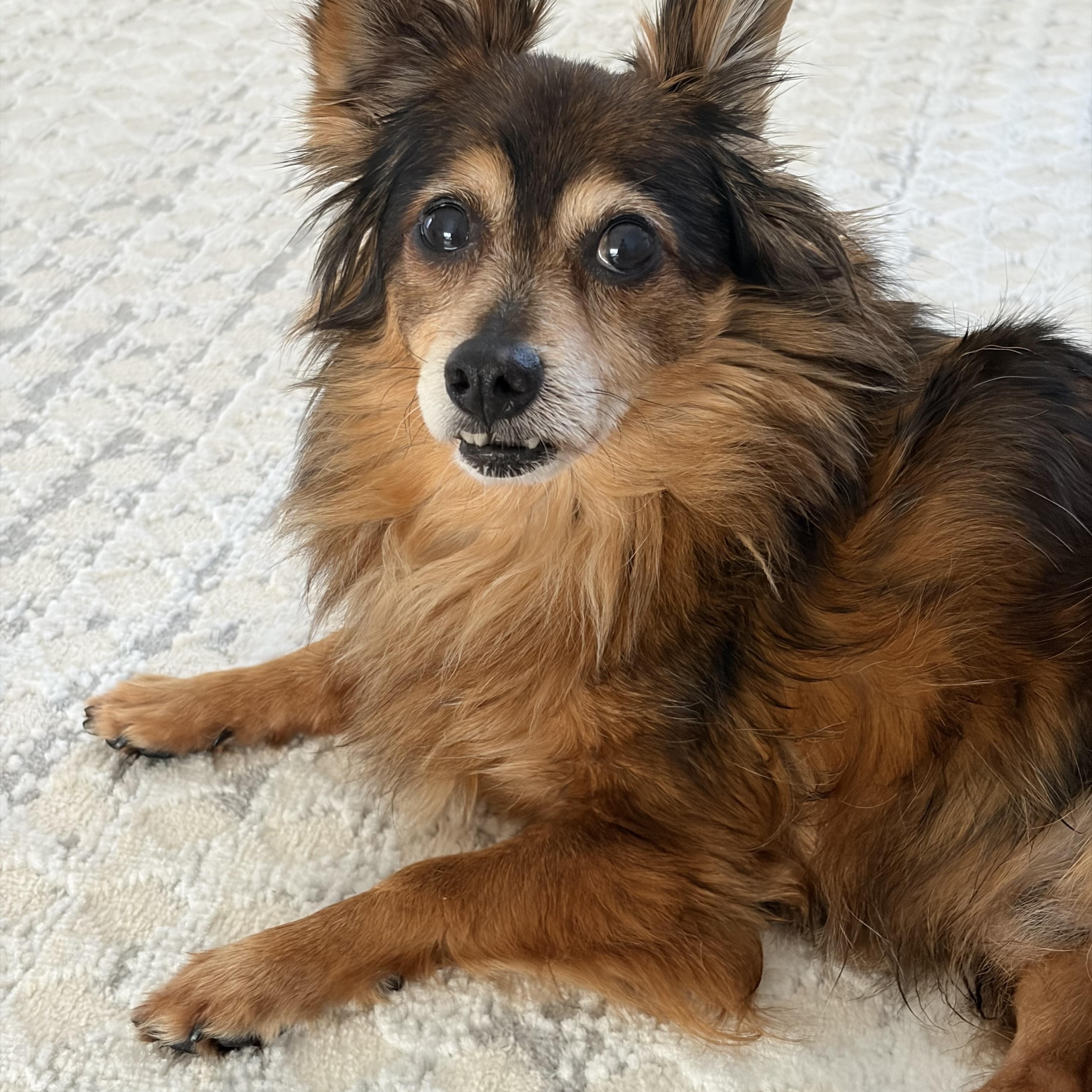 Teddy, ADOPTABLE, Adult Male Pomeranian & Chihuahua.