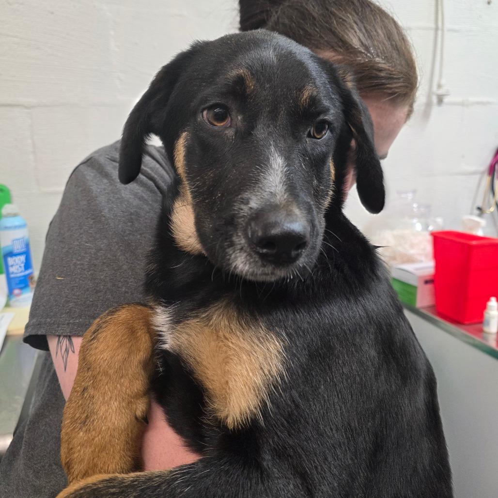 Zebra, Adoptable, Young Male Terrier.