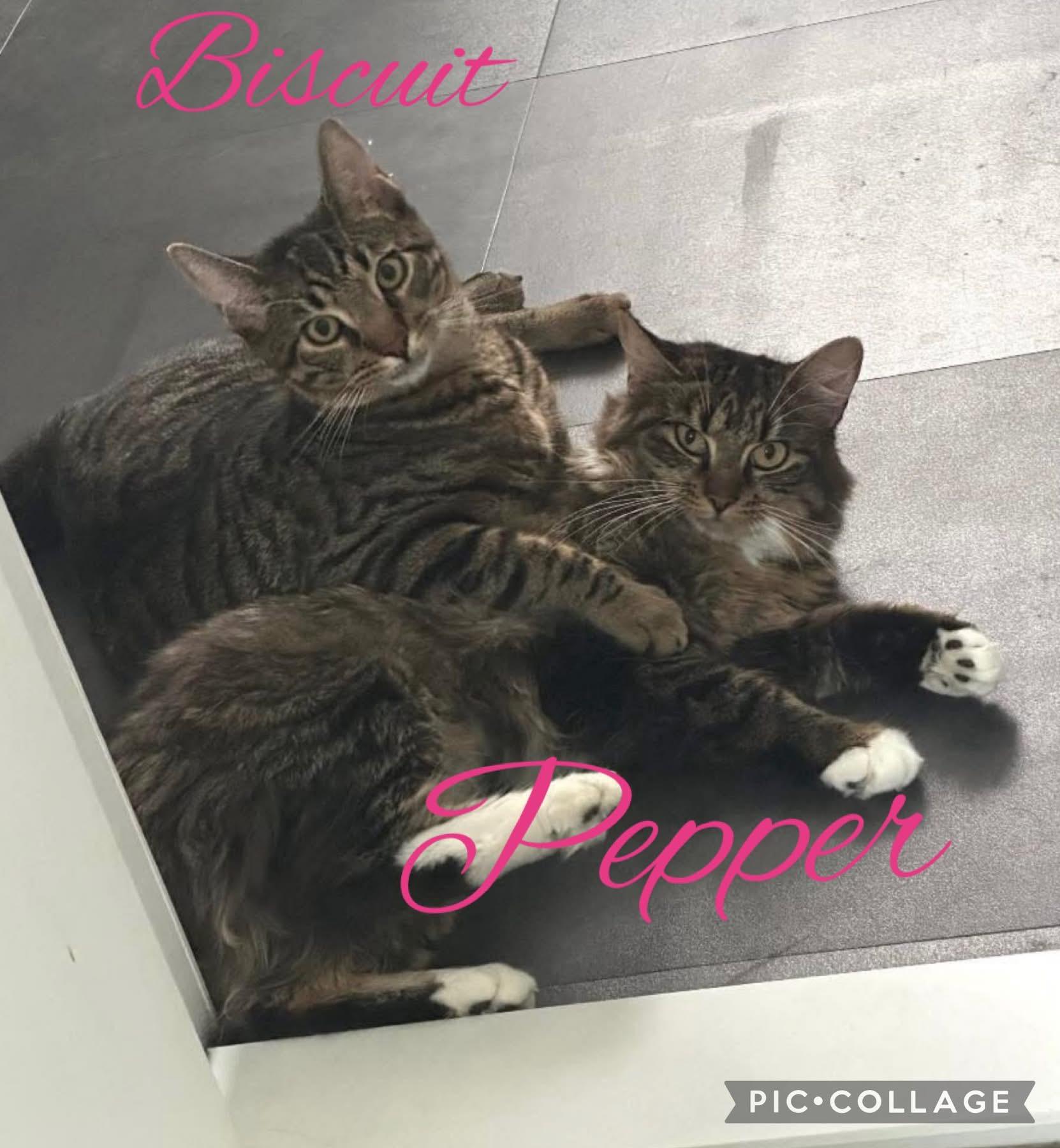 Pepper & Biscuit , ADOPTABLE, Young Female Domestic Medium Hair & Tabby.