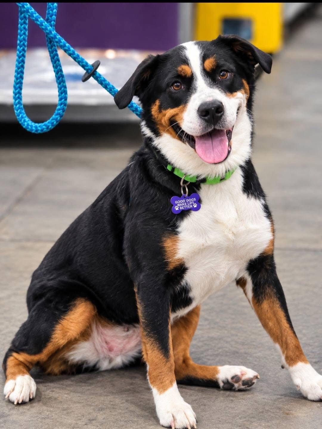 Sgaeyl, Adoptable, Adult Female Greater Swiss Mountain Dog.