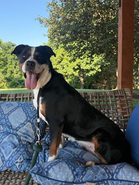 Enlarge Sgaeyl, a Adoptable Greater Swiss Mountain Dog in St. Louis, MO image 2/3