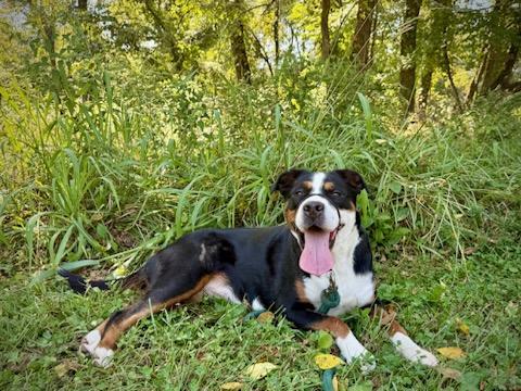 Enlarge Sgaeyl, a Adoptable Greater Swiss Mountain Dog in St. Louis, MO image 3/3