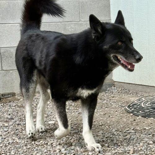 Baloo, a Adoptable mixed breed in Dillon, MT image 1/4