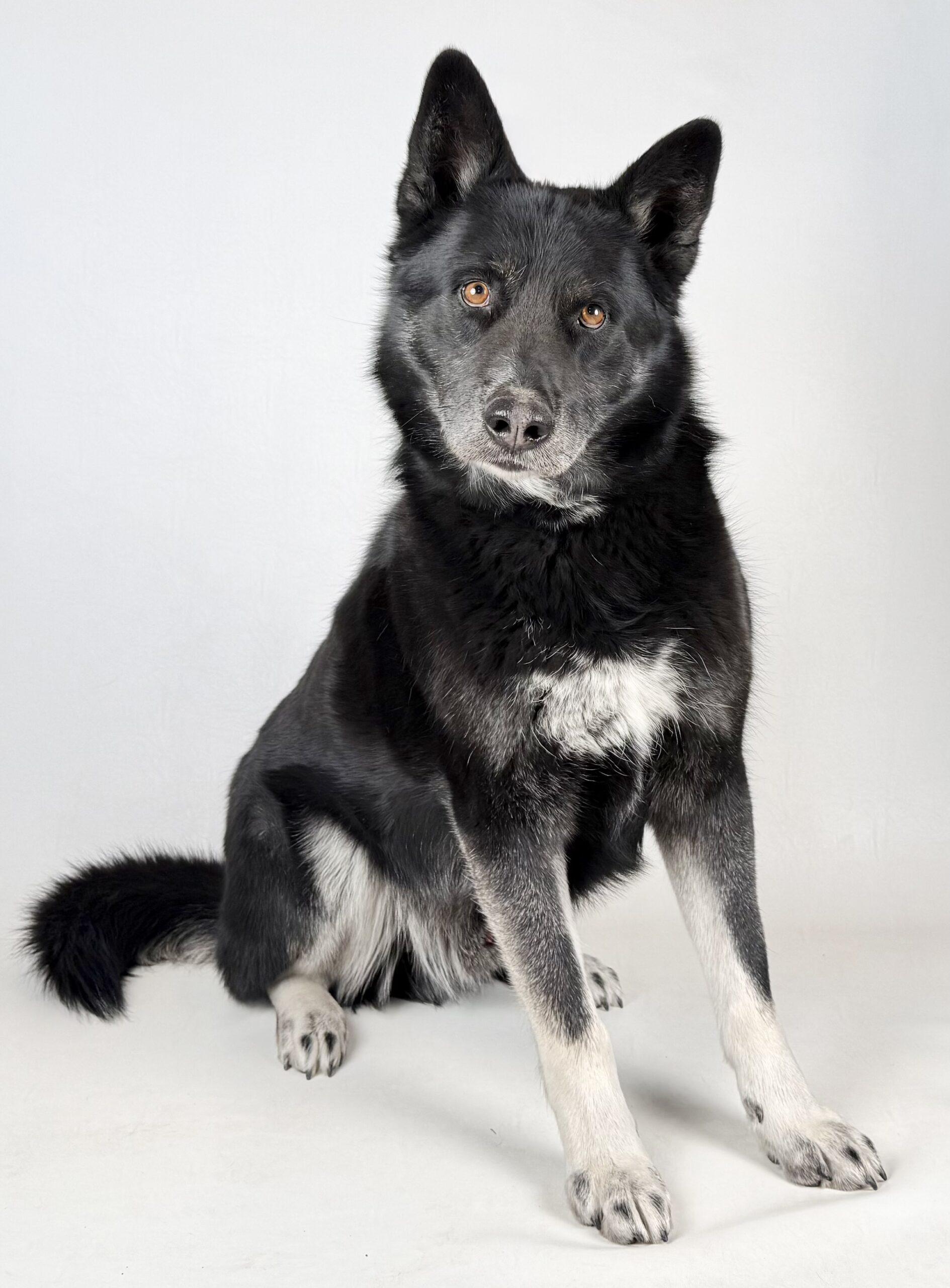 Baloo, a Adoptable mixed breed in Dillon, MT image 2/4