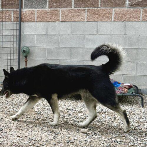 Baloo, a Adoptable mixed breed in Dillon, MT image 3/4