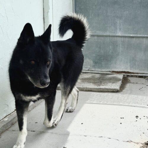 Baloo, a Adoptable mixed breed in Dillon, MT image 4/4