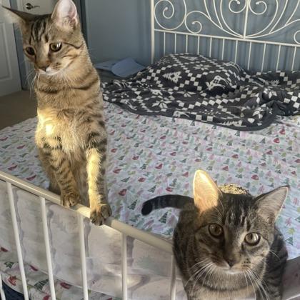 Enlarge Pochocco, a Adoptable Domestic Short Hair in Elk Grove Village, IL image 1/3