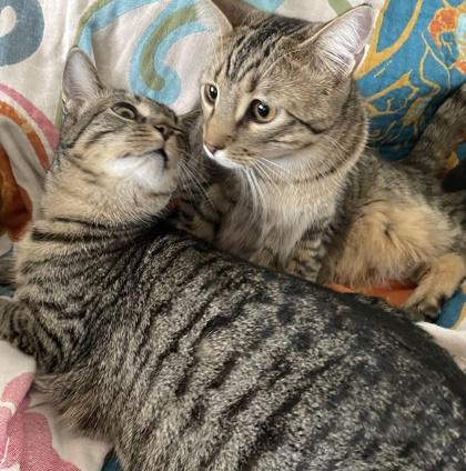 Pochocco, Adoptable, Kitten Male Domestic Short Hair & Domestic Short Hair.