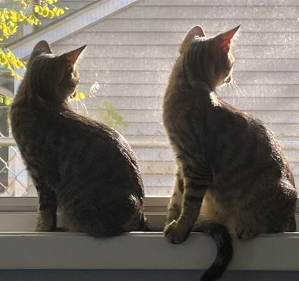 Pochocco, Adoptable, Kitten Male Domestic Short Hair & Domestic Short Hair.