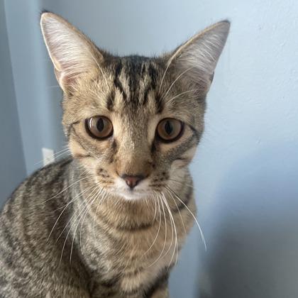 Enlarge Pochocco, a Adoptable Domestic Short Hair in Elk Grove Village, IL image 2/3