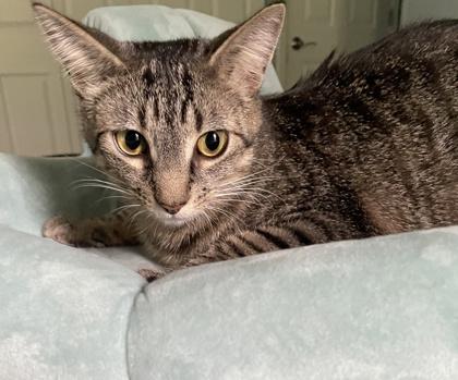 Enlarge Pochocco, a Adoptable Domestic Short Hair in Elk Grove Village, IL image 2/3