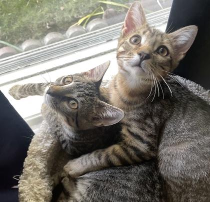 Enlarge Pochocco, a Adoptable Domestic Short Hair in Elk Grove Village, IL image 3/3