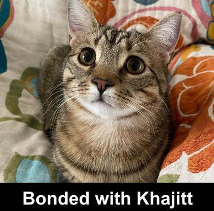 Pochocco, a Adoptable Domestic Short Hair in Elk Grove Village, IL image 3/3