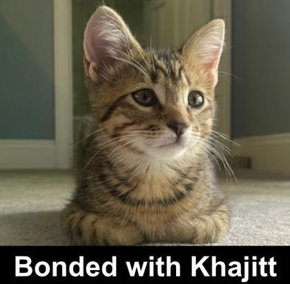 Pochocco, Adoptable, Kitten Male Domestic Short Hair & Domestic Short Hair.