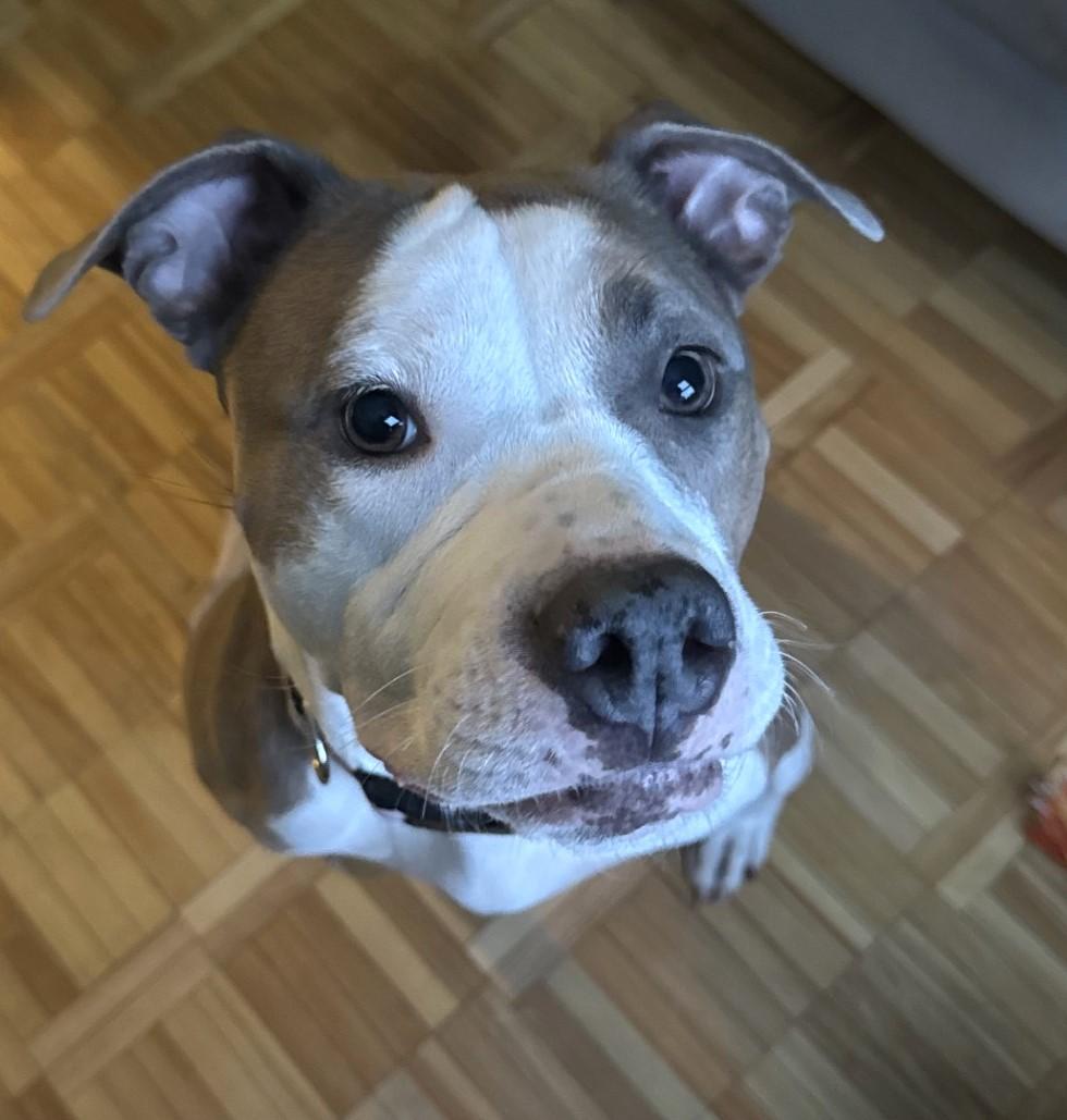 Enlarge Missy, an adoptable mixed breed in Mississauga, ON image 3/4