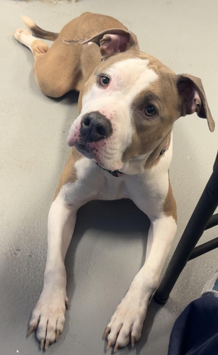 Enlarge Missy, an adoptable mixed breed in Mississauga, ON image 4/4