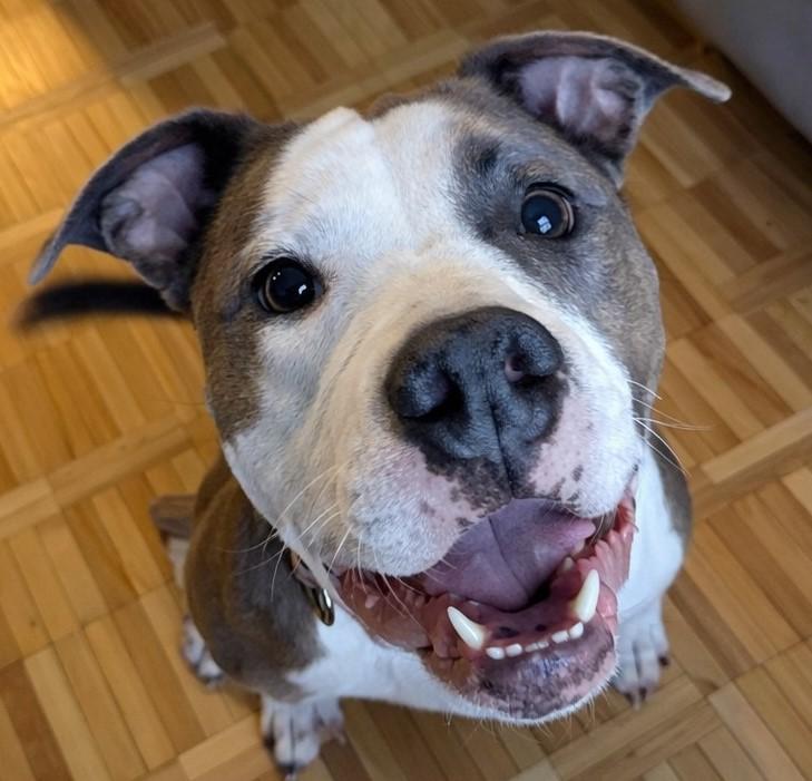 Enlarge Missy, an adoptable mixed breed in Mississauga, ON image 2/4