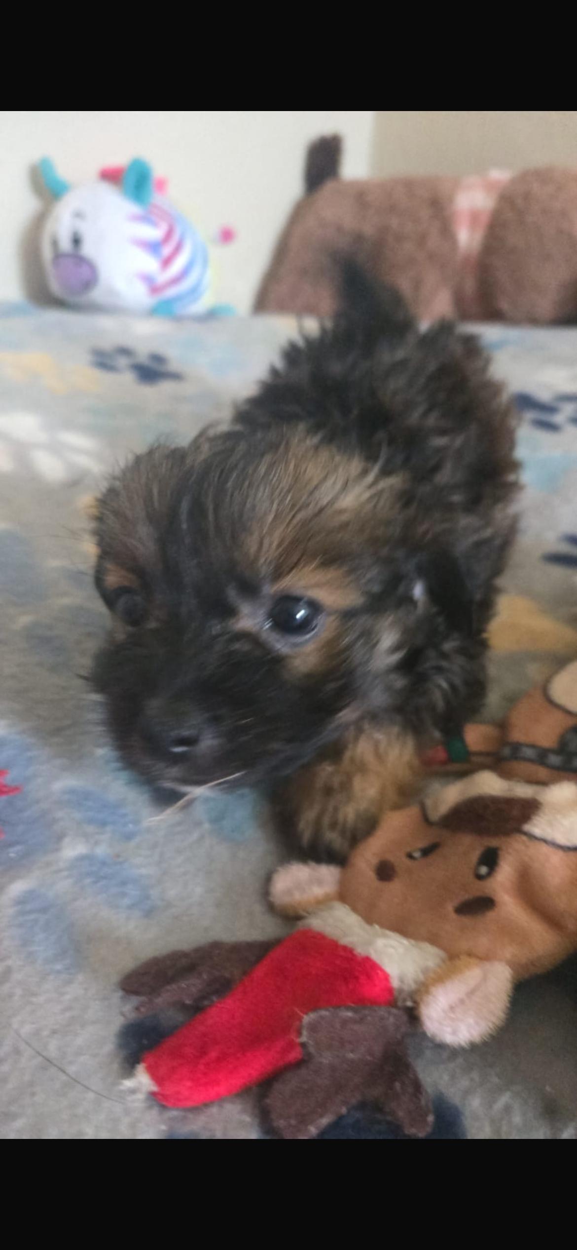 Roy, adopted, Puppy Male Yorkshire Terrier & Chihuahua.
