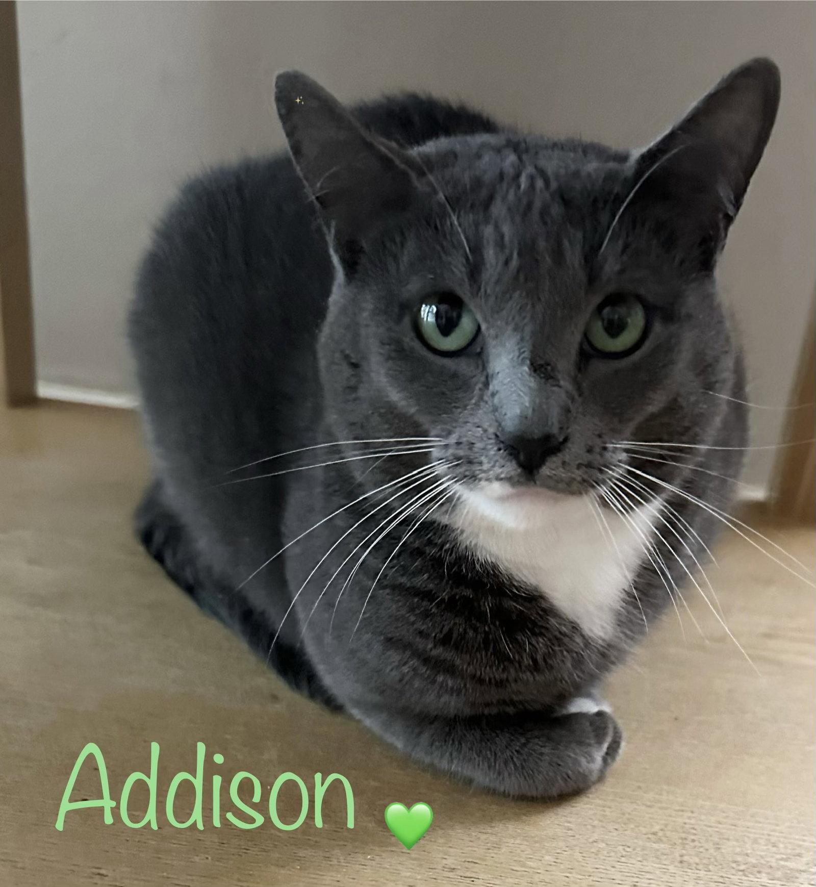 Enlarge Addison, a Adopted Domestic Short Hair in Longwood, FL image 2/3