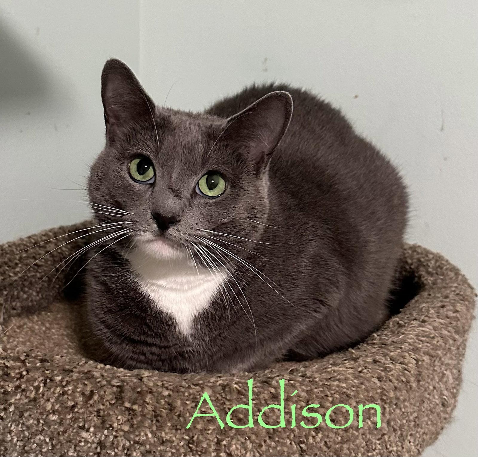 Enlarge Addison, a Adopted Domestic Short Hair in Longwood, FL image 3/3