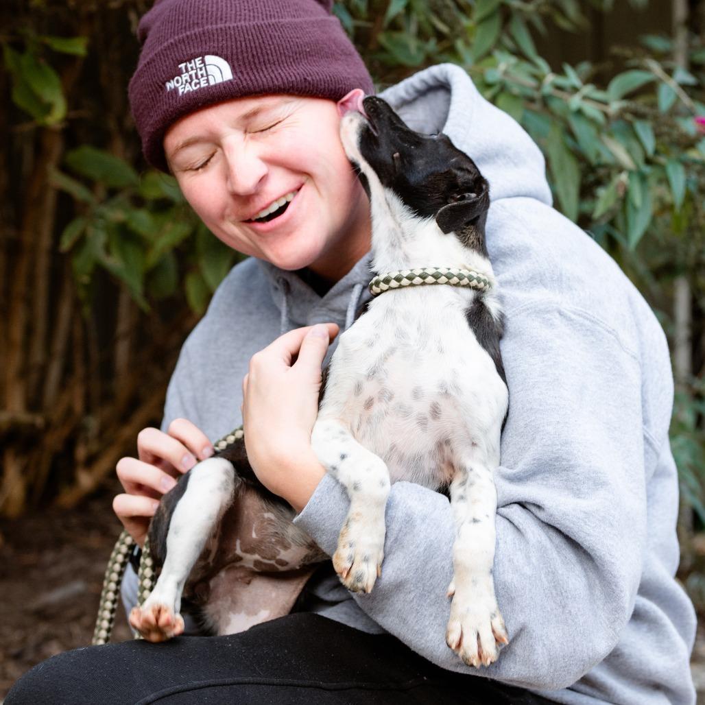 Frank, Adoptable, Puppy Male Border Collie & Jack Russell Terrier.