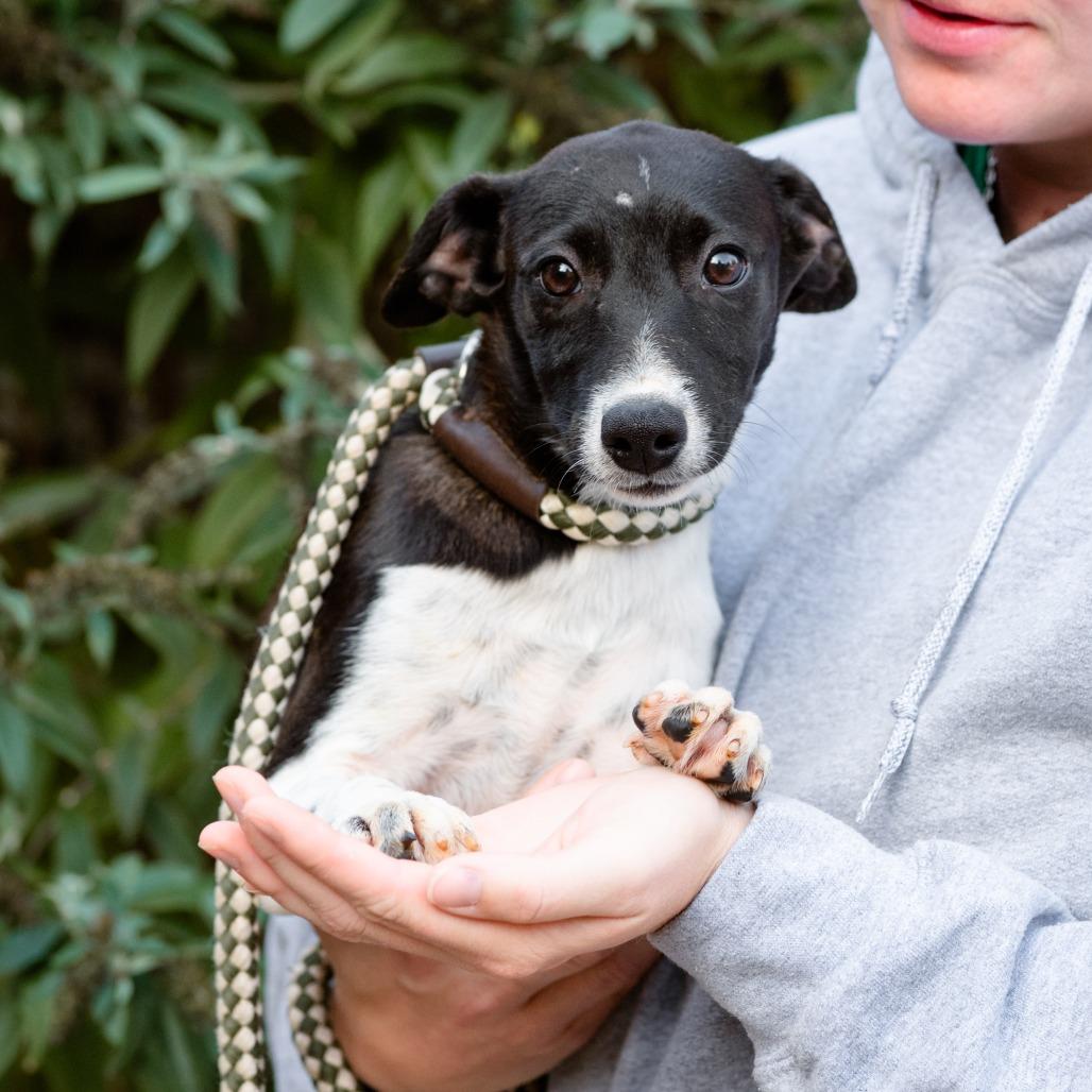 Enlarge Frank, a Adoptable mixed breed in Chester Springs, PA image 2/4