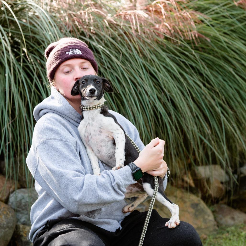 Enlarge Frank, a Adoptable mixed breed in Chester Springs, PA image 3/4