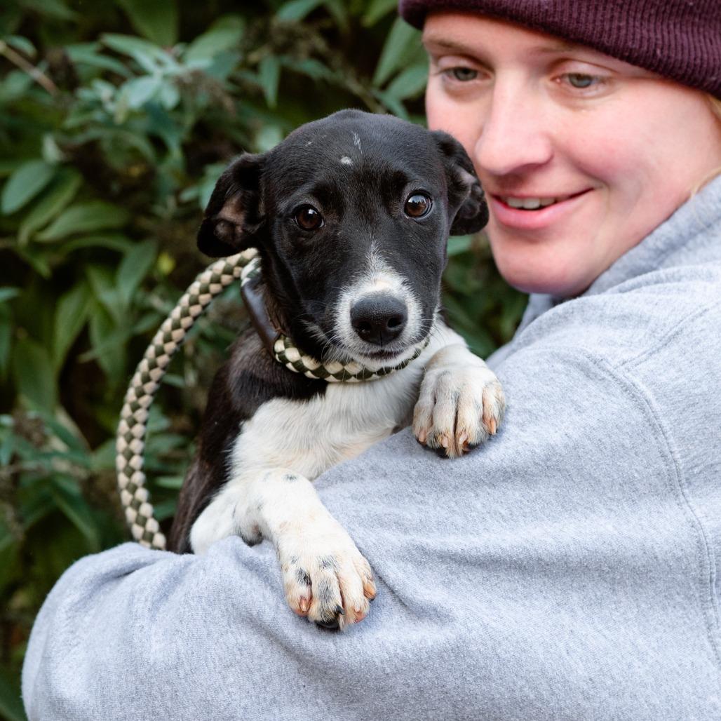 Enlarge Frank, a Adoptable mixed breed in Chester Springs, PA image 4/4