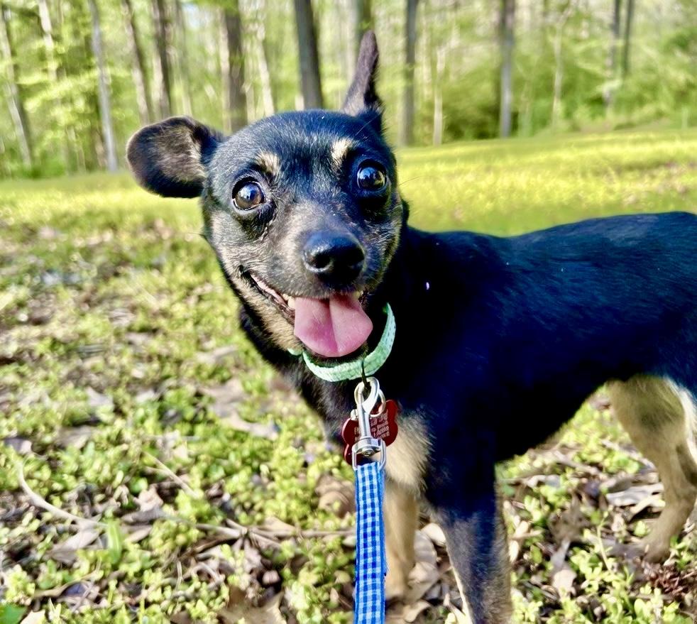 Iris, an adopted mixed breed in Pittsboro, NC image 3/6