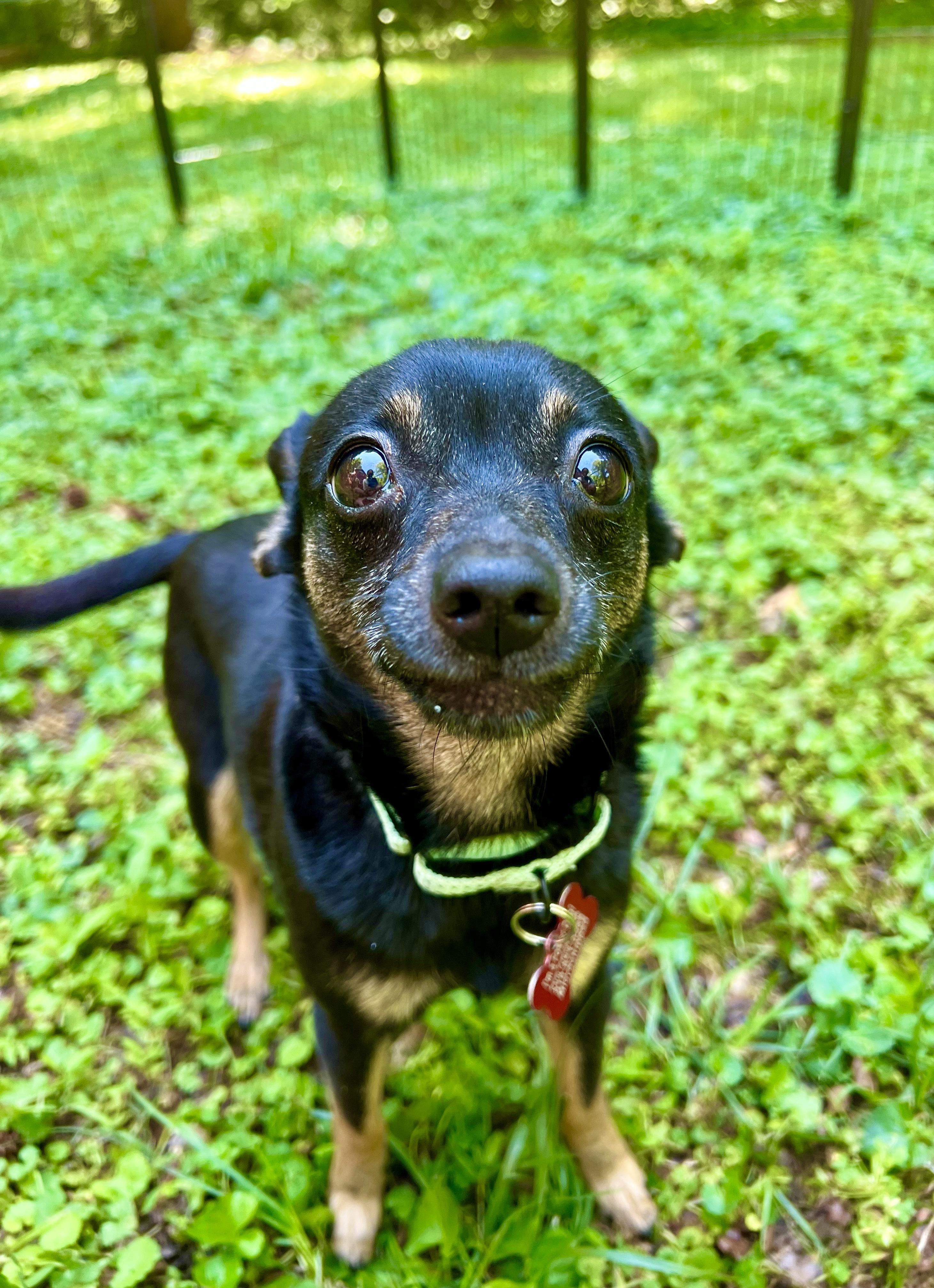 Iris, an adopted mixed breed in Pittsboro, NC image 4/6