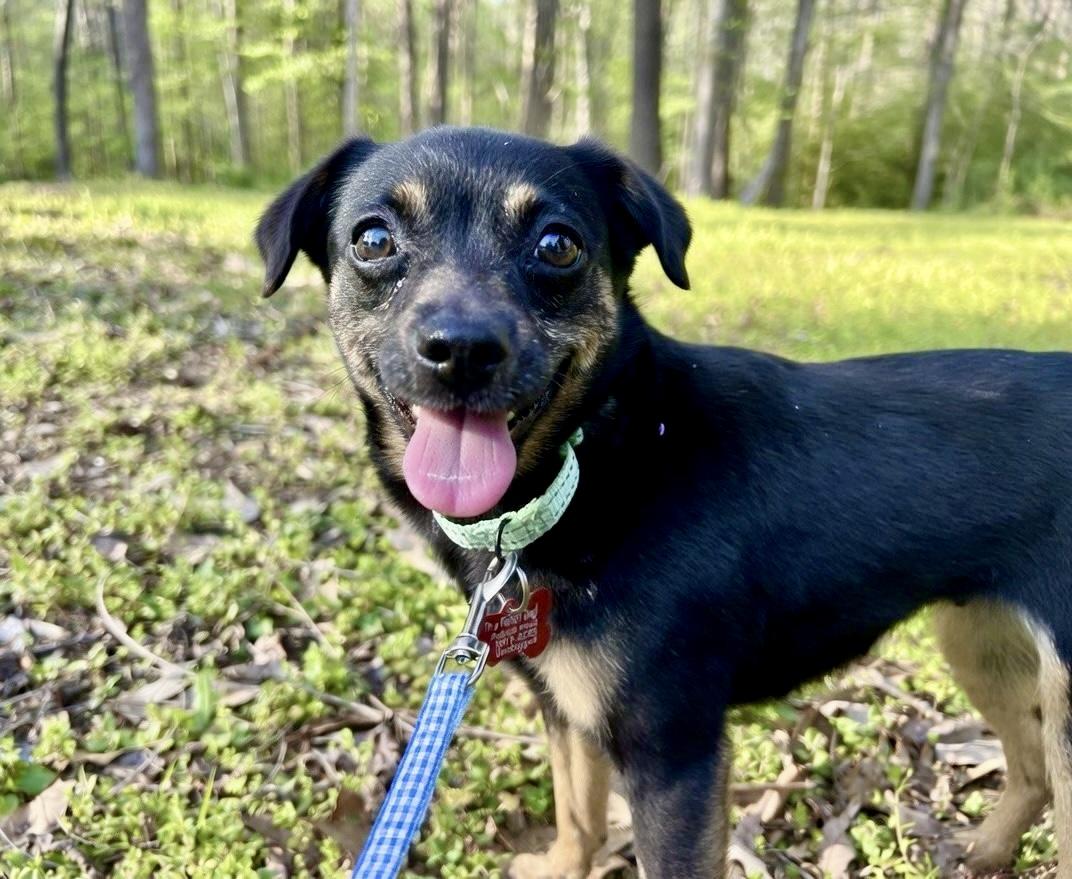 Iris, an adopted mixed breed in Pittsboro, NC image 1/6