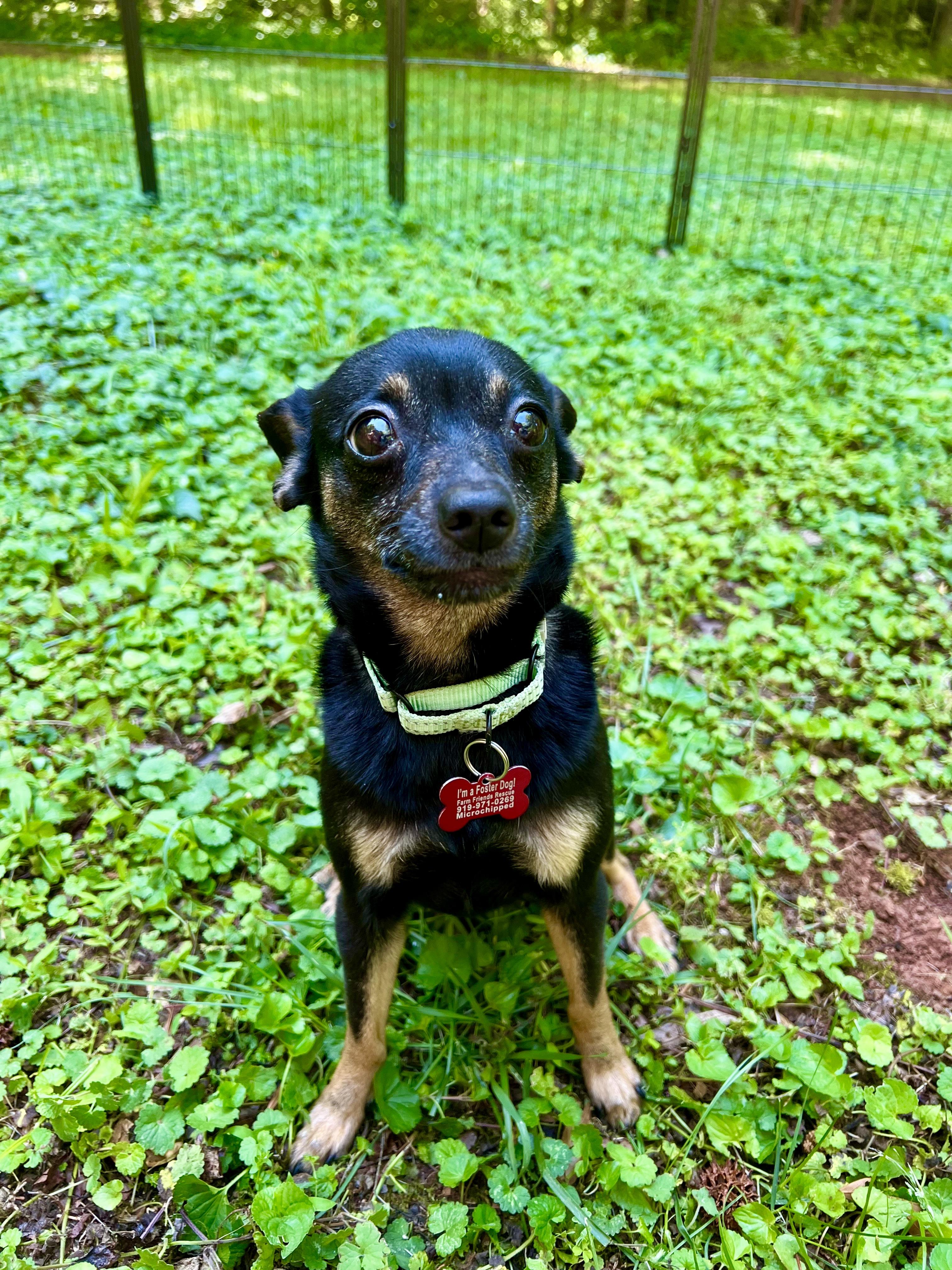 Iris, an adopted mixed breed in Pittsboro, NC image 5/6