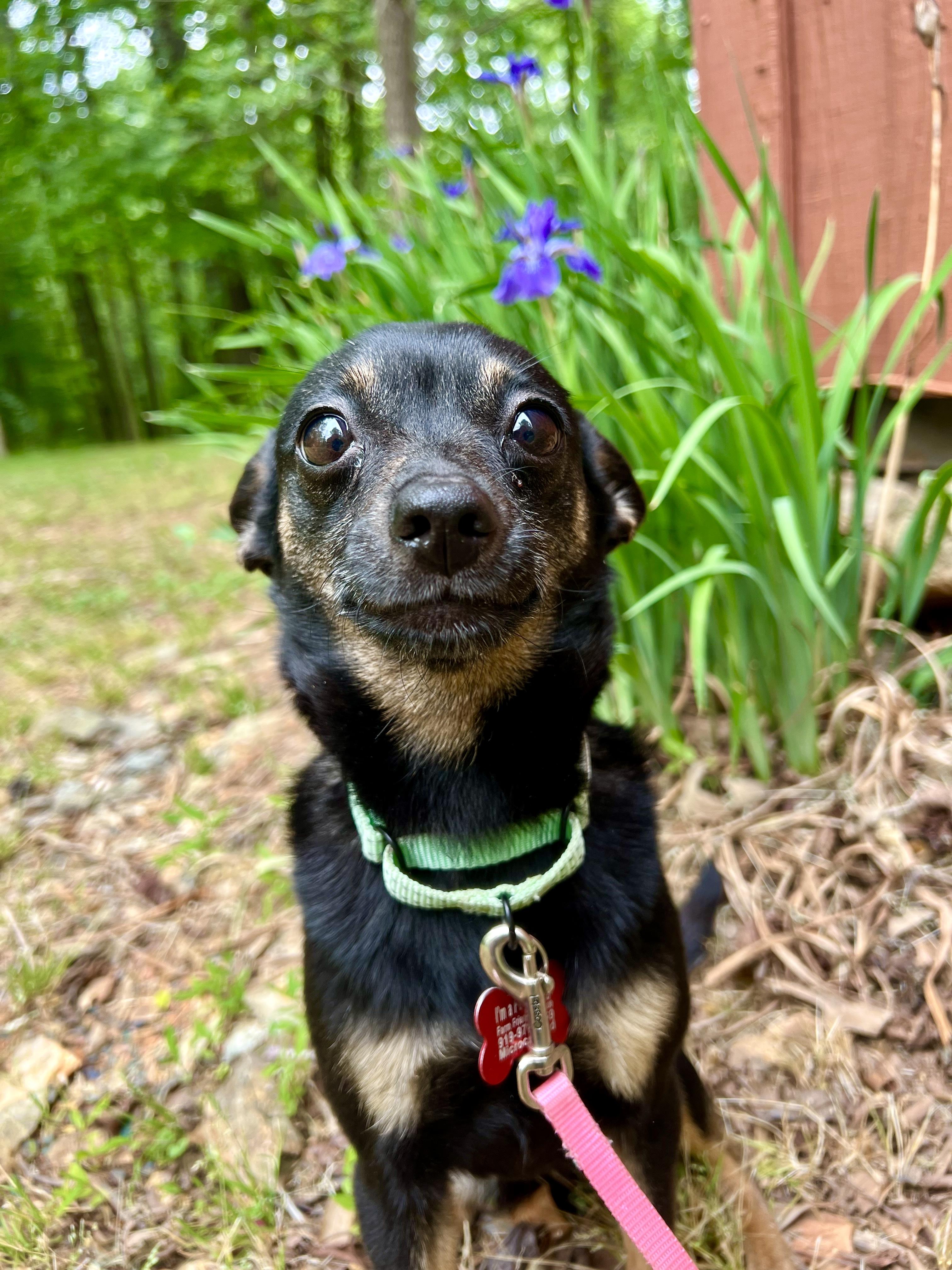 Iris, an adopted mixed breed in Pittsboro, NC image 2/6
