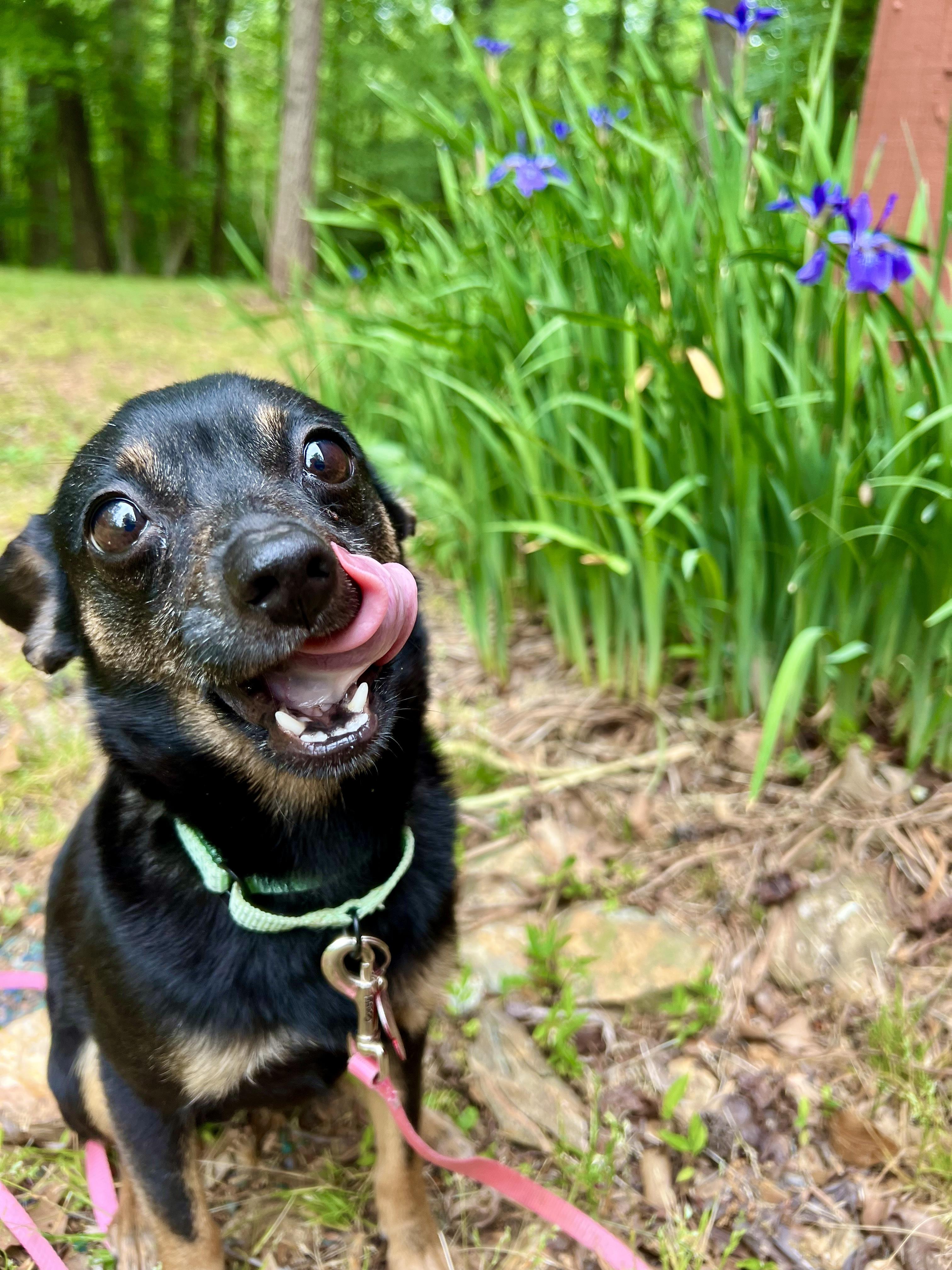 Iris, an adopted mixed breed in Pittsboro, NC image 6/6