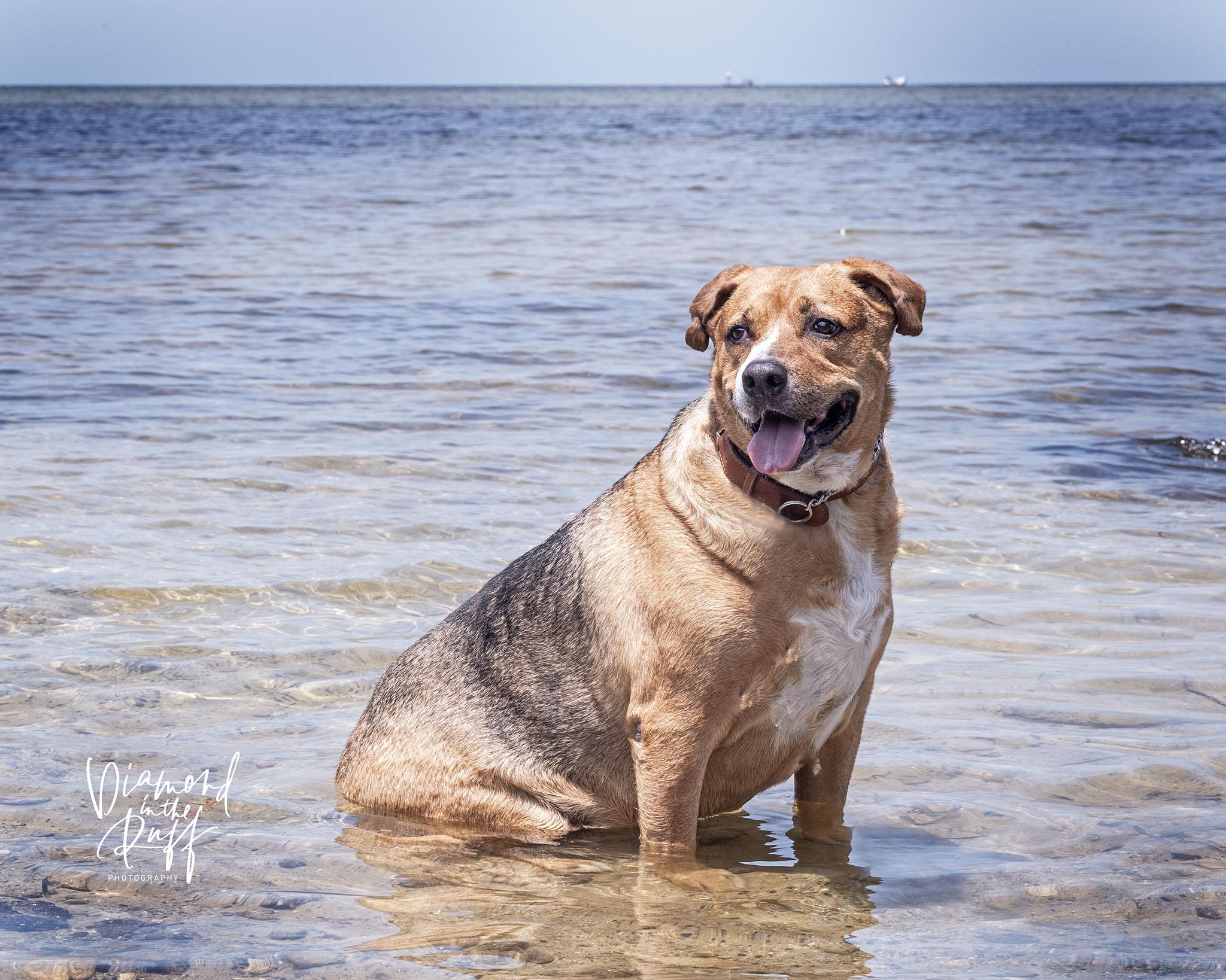 Teddy, Adoptable, Adult Male Mixed Breed.