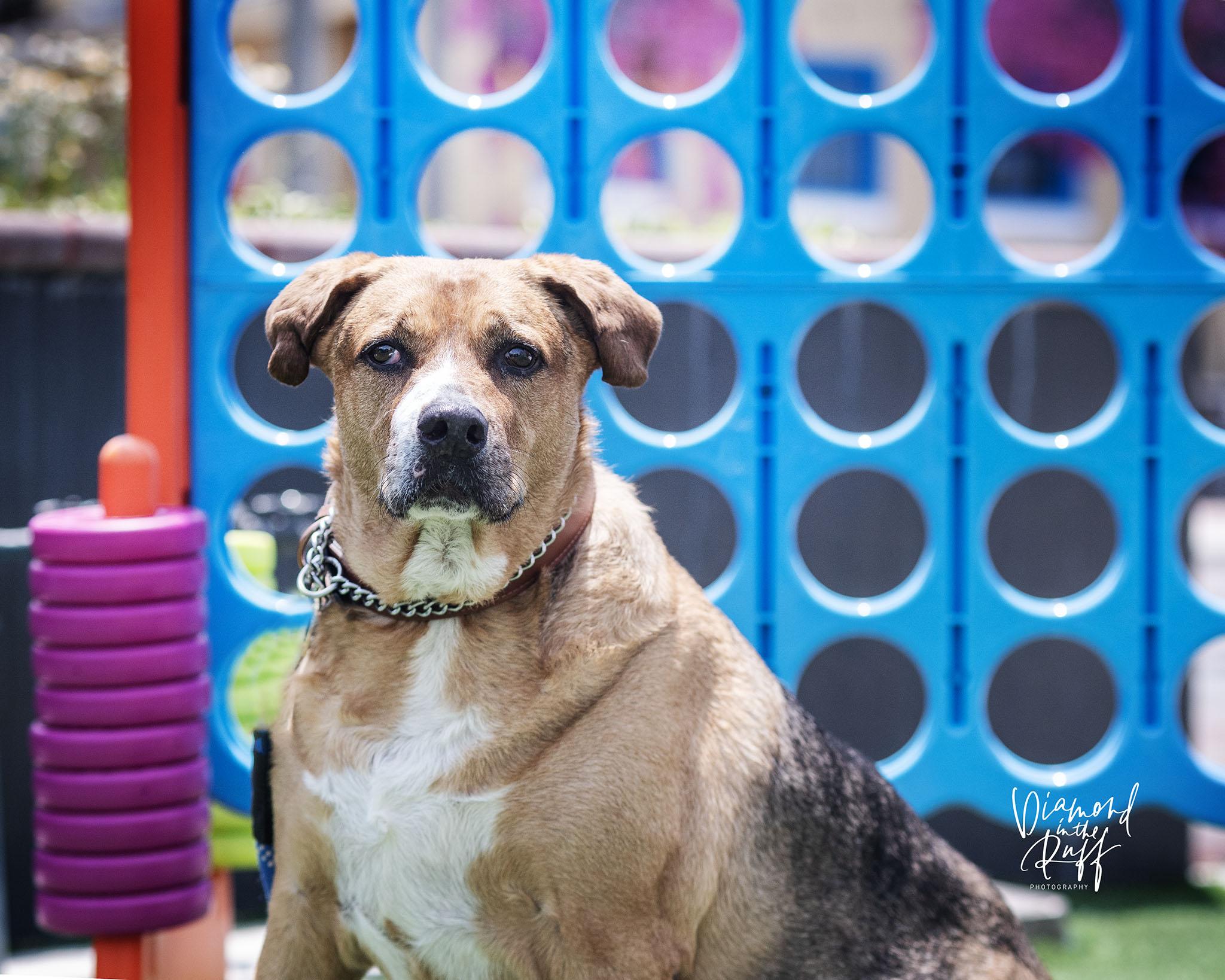 Teddy, a Adoptable Mixed Breed in New Port Richey, FL image 2/6