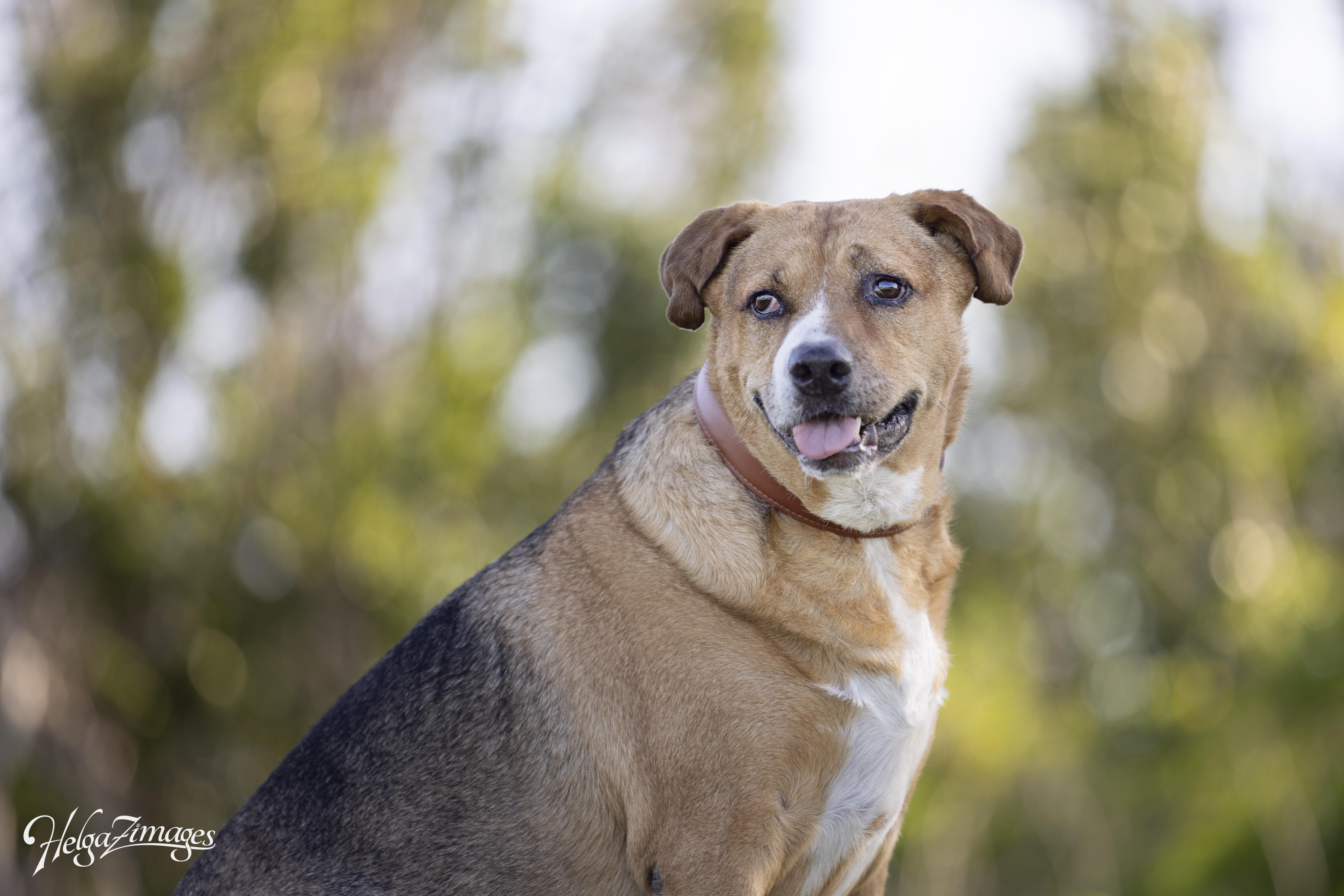 Teddy, a Adoptable Mixed Breed in New Port Richey, FL image 3/6