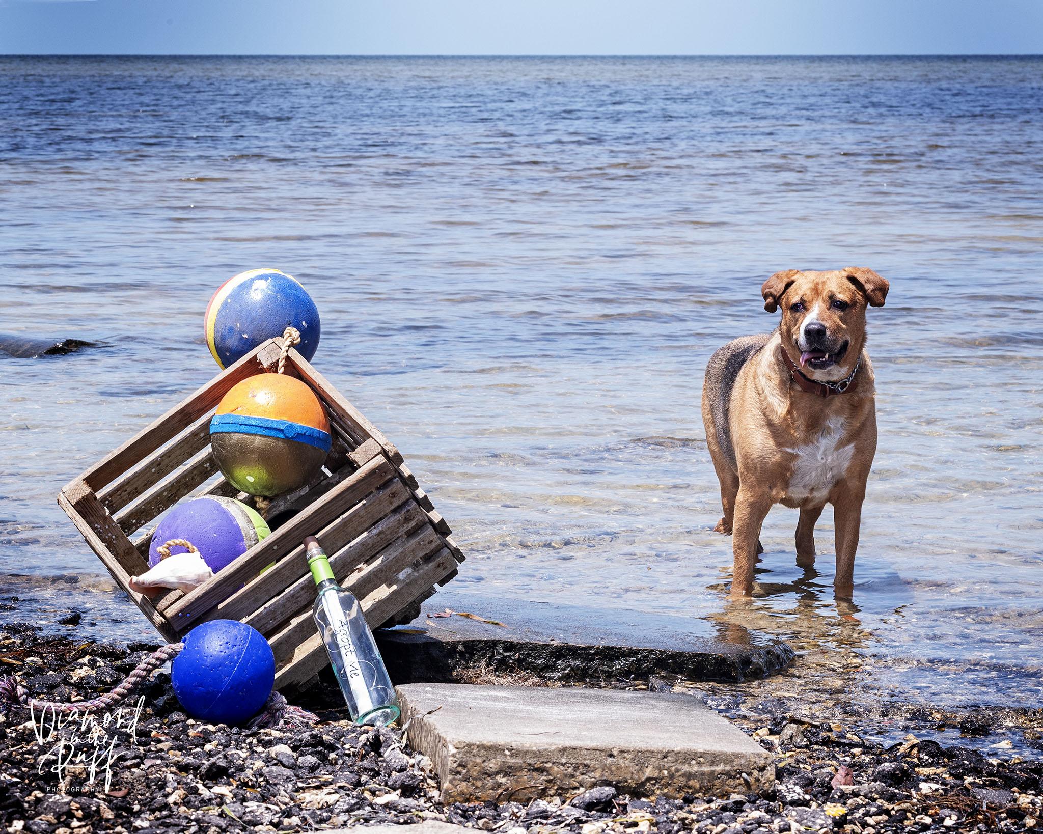 Teddy, a Adoptable Mixed Breed in New Port Richey, FL image 4/6